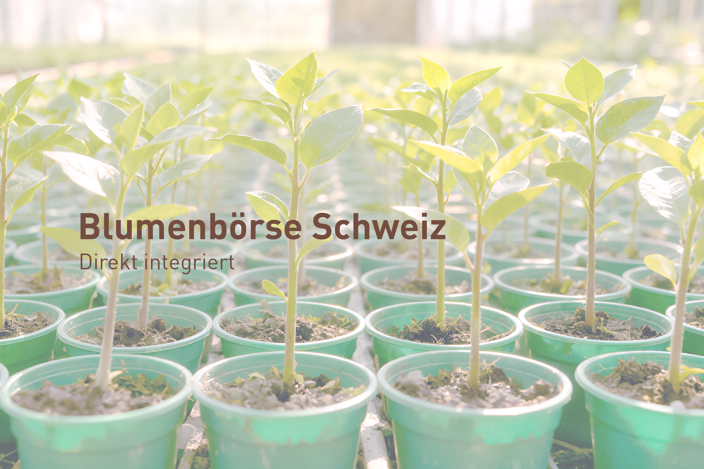 Schnittstelle zur Blumenbörse Schweiz in Perigon Agro verfügbar 